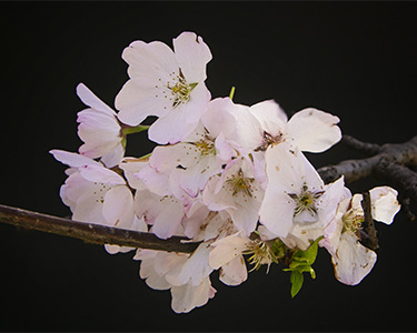 a DC-Sakura-03-small