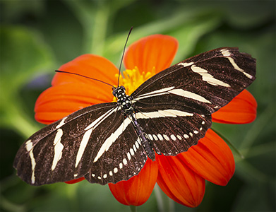 a Brookside 17 Small